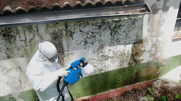 Top rated local Mold Testing specialists in Ada, MI